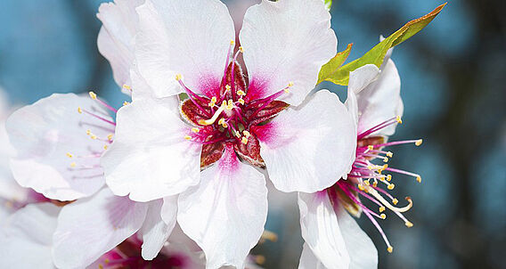 Dr. Pandalis Aktuell